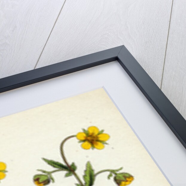 Geum Intermedium Intermediate Avens by Anonymous