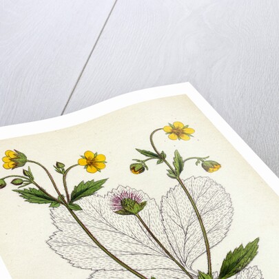 Geum Intermedium Intermediate Avens by Anonymous