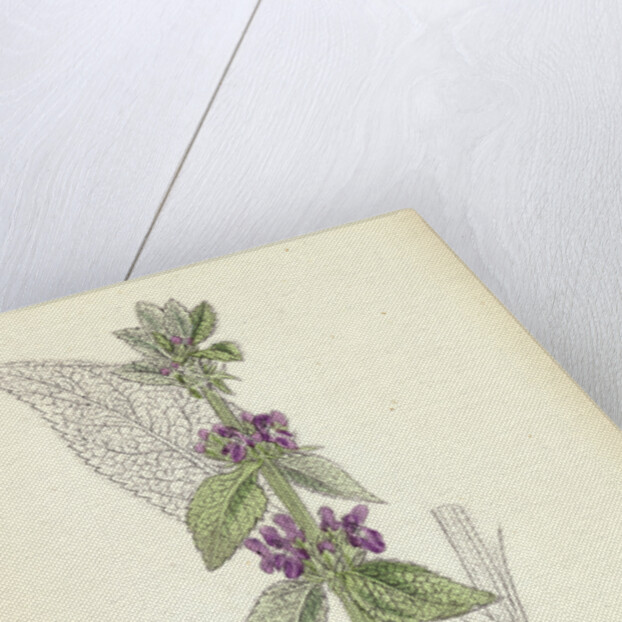 Stachys Germanica Downy Woundwort by Anonymous