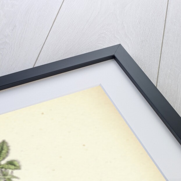 Stachys Germanica Downy Woundwort by Anonymous