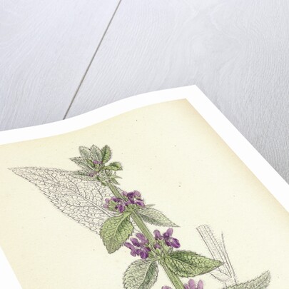 Stachys Germanica Downy Woundwort by Anonymous