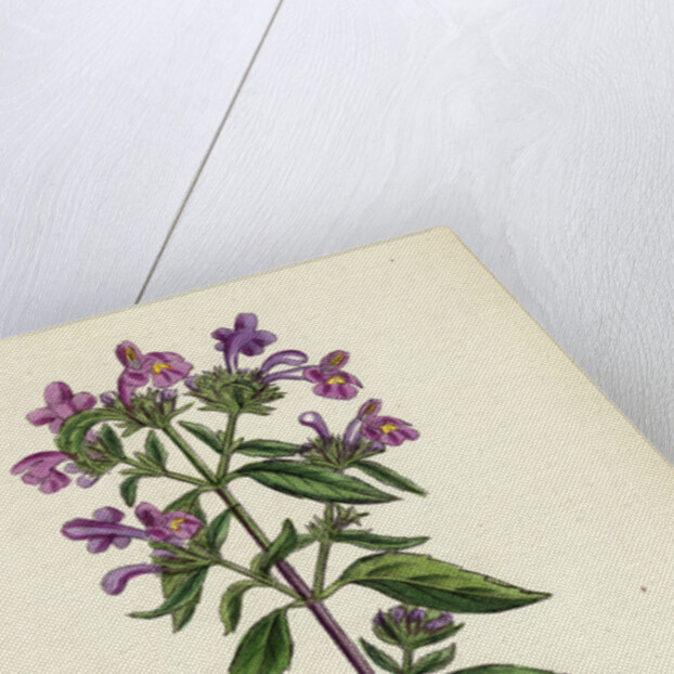 Galeopsis Angustifolia Narrow-Leaved Hemp-Nettle by Anonymous