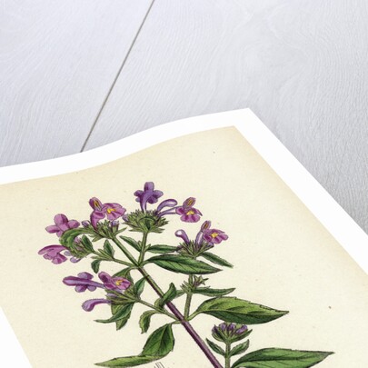 Galeopsis Angustifolia Narrow-Leaved Hemp-Nettle by Anonymous