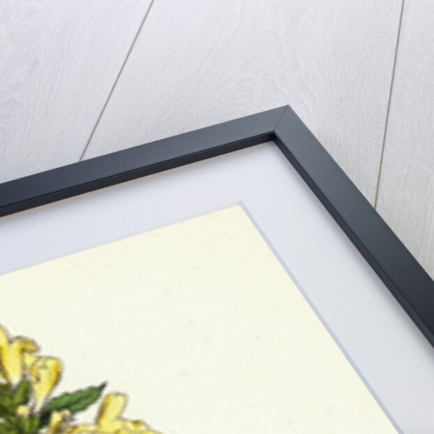 Galeopsis Ochroleuca Downy Hemp-Nettle by Anonymous