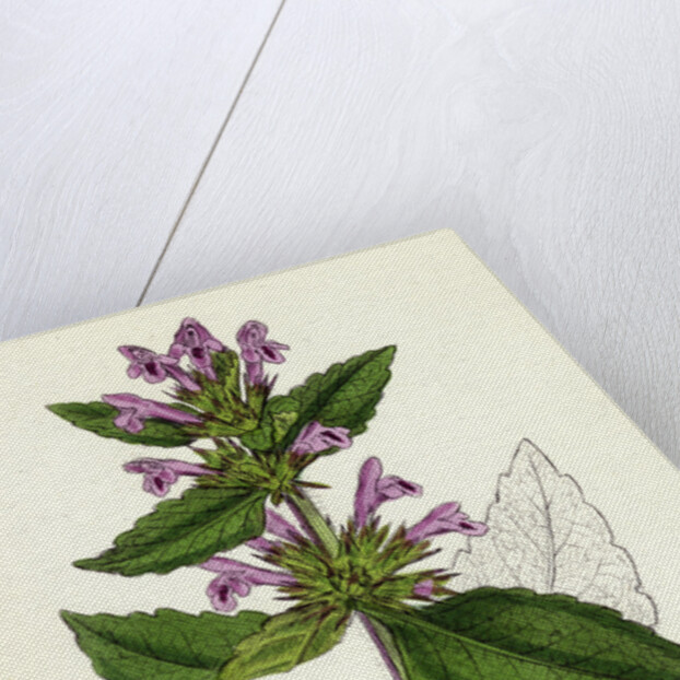 Galeopsis Eu-Tetrahit Var. Genuina Common Hemp-Nettle Var. A. by Anonymous