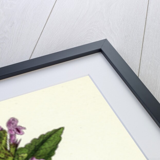 Galeopsis Eu-Tetrahit Var. Genuina Common Hemp-Nettle Var. A. by Anonymous