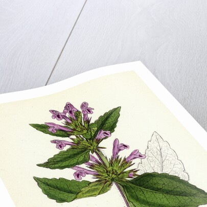 Galeopsis Eu-Tetrahit Var. Genuina Common Hemp-Nettle Var. A. by Anonymous