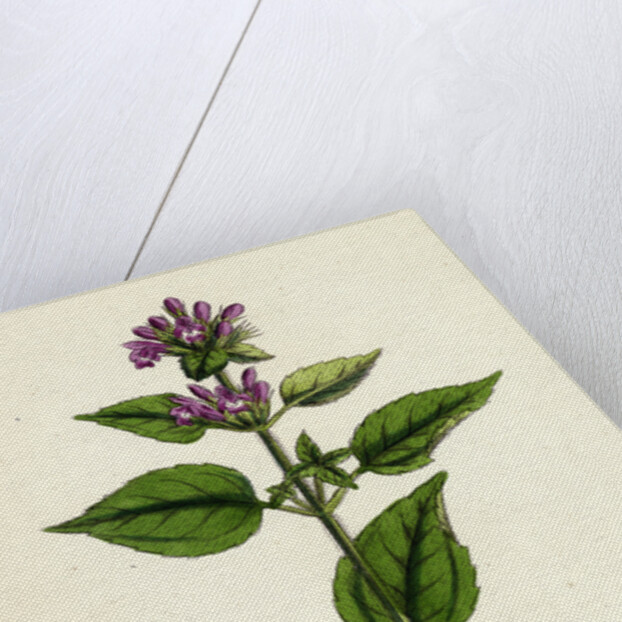 Galeopsis Eu-Tetrahit Var. Bifida Common Hemp-Nettle Var. B. by Anonymous