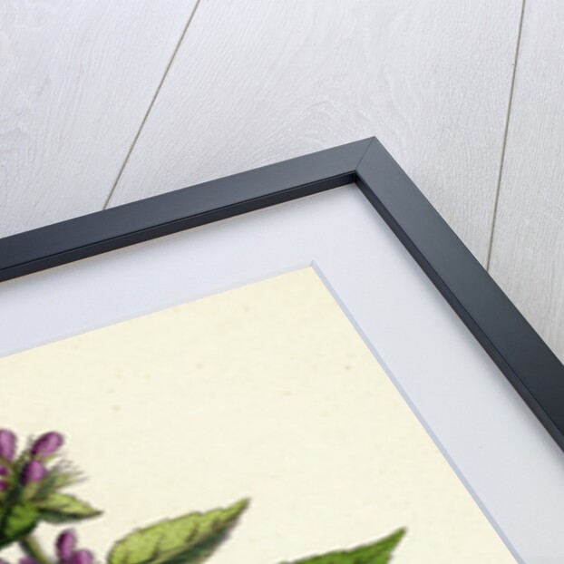 Galeopsis Eu-Tetrahit Var. Bifida Common Hemp-Nettle Var. B. by Anonymous