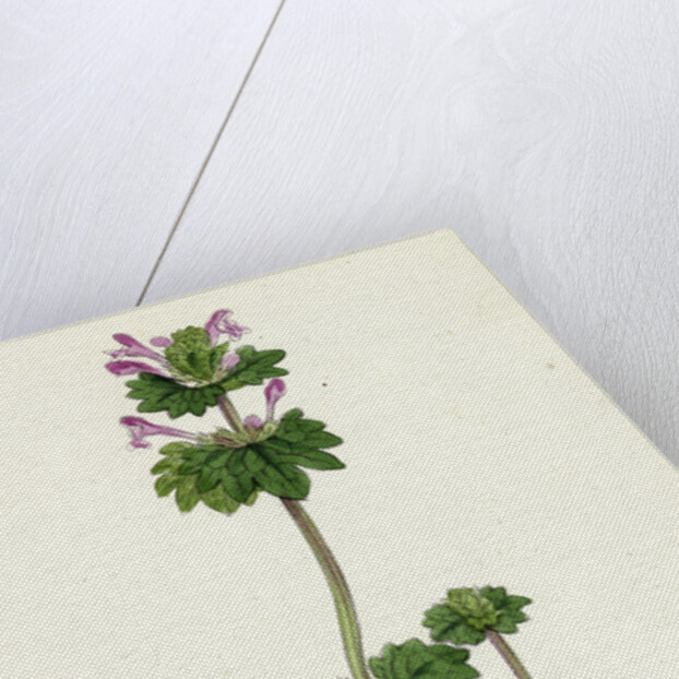 Lamium Amplexicaule Henbit Dead-Nettle by Anonymous