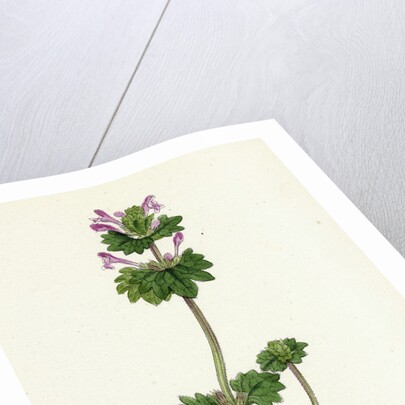 Lamium Amplexicaule Henbit Dead-Nettle by Anonymous