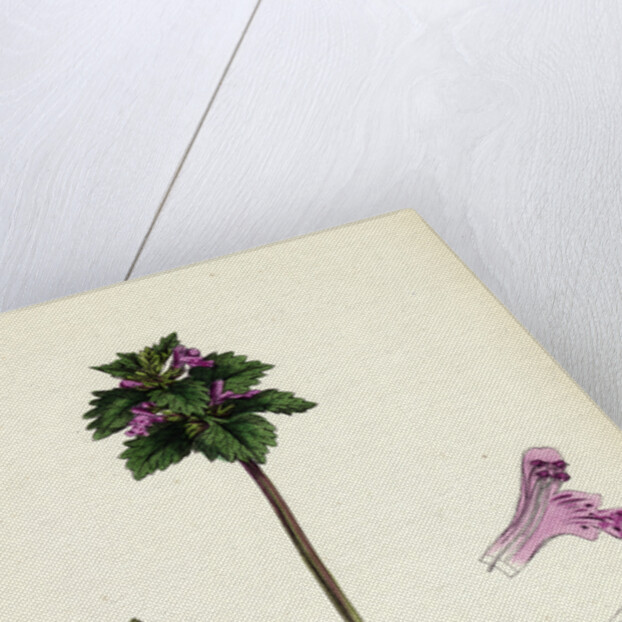Lamium Incisum Cut-Leaved Dead-Nettle by Anonymous