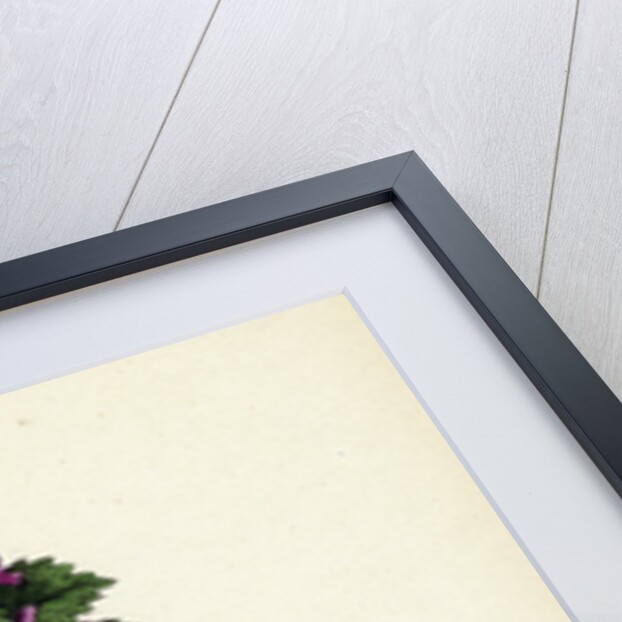 Lamium Incisum Cut-Leaved Dead-Nettle by Anonymous