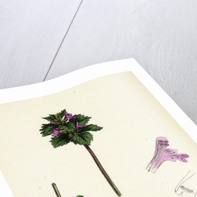 Lamium Incisum Cut-Leaved Dead-Nettle by Anonymous