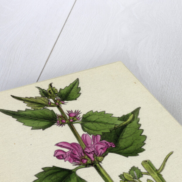 Lamium Maculatum Spotted Dead-Nettle by Anonymous