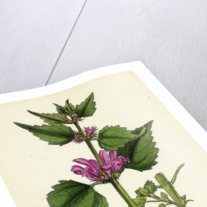 Lamium Maculatum Spotted Dead-Nettle by Anonymous