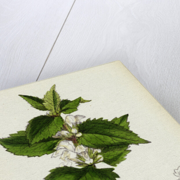 Lamium Album White Dead-Nettle by Anonymous