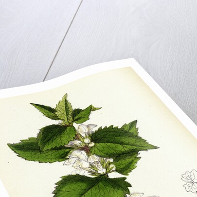 Lamium Album White Dead-Nettle by Anonymous