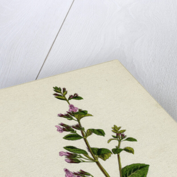 Calamintha Menthifolia Var. Briggsii Common Calamint Var. B. by Anonymous