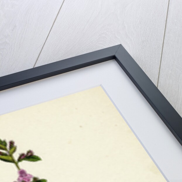 Calamintha Menthifolia Var. Briggsii Common Calamint Var. B. by Anonymous