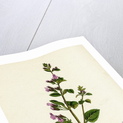 Calamintha Menthifolia Var. Briggsii Common Calamint Var. B. by Anonymous