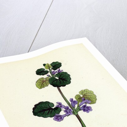 Nepeta Glechoma Ground Ivy by Anonymous