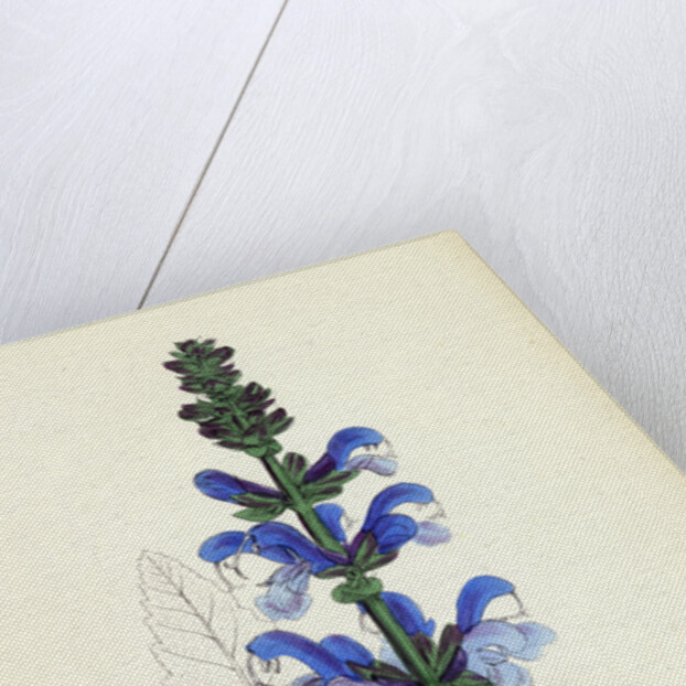 Salvia Pratensis Meadow Clary by Anonymous