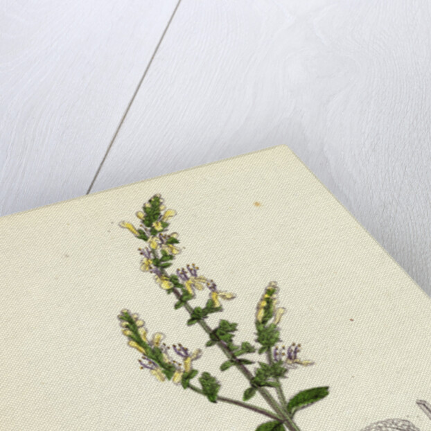 Teucrium Scorodonia Wood Germander by Anonymous