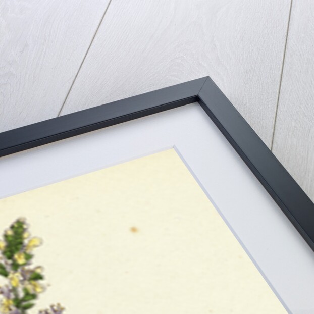 Teucrium Scorodonia Wood Germander by Anonymous