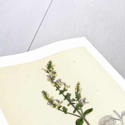 Teucrium Scorodonia Wood Germander by Anonymous