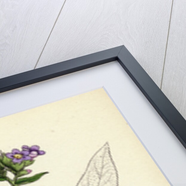 Pulmonaria Angustifolia Narrow-Leaved Lungwort by Anonymous