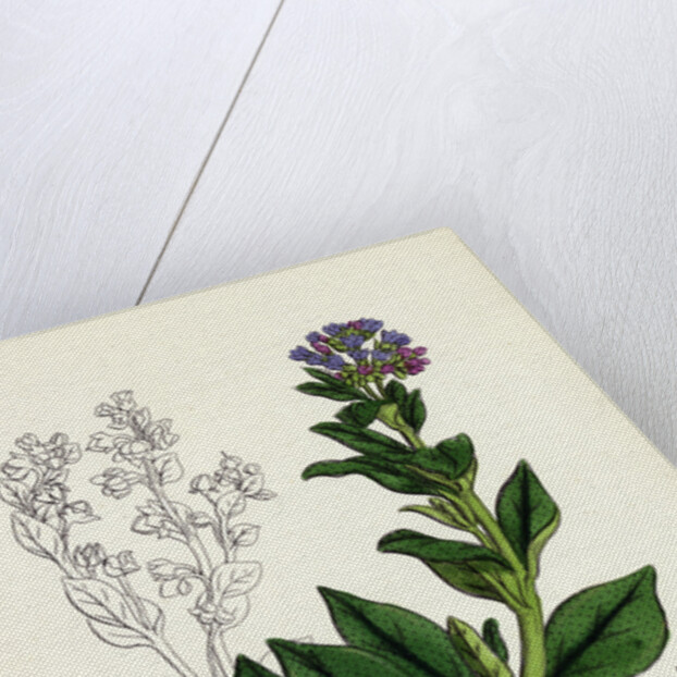 Mertensia Maritima Oyster-Plant by Anonymous