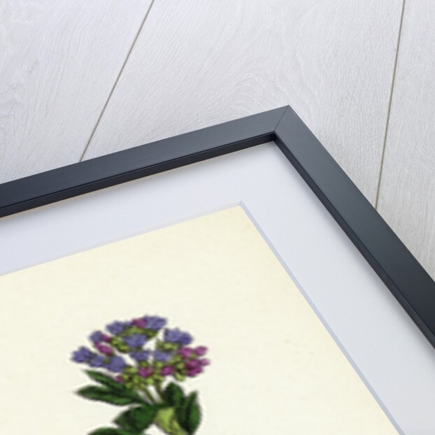 Mertensia Maritima Oyster-Plant by Anonymous