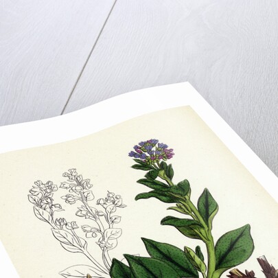 Mertensia Maritima Oyster-Plant by Anonymous