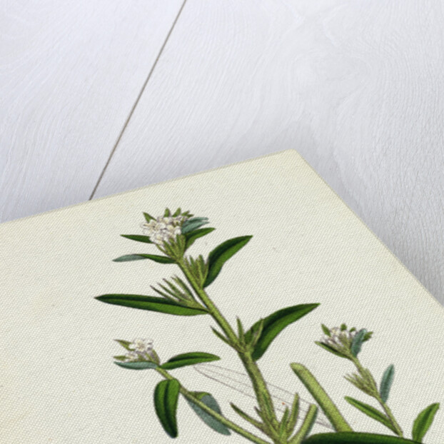 Lithospermum Arvense Corn Gromwell by Anonymous