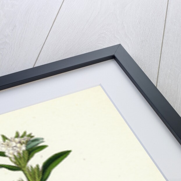 Lithospermum Arvense Corn Gromwell by Anonymous