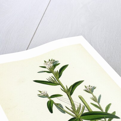 Lithospermum Arvense Corn Gromwell by Anonymous