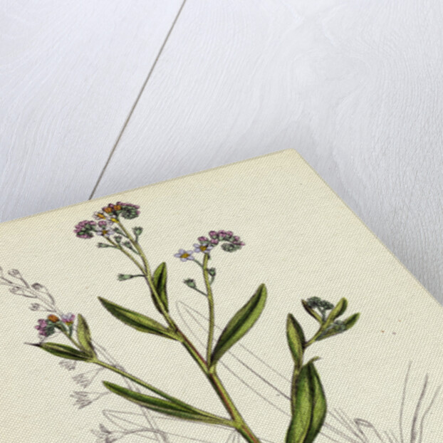 Myosotis Caespitosa Tufted Water Forget-Me-Not by Anonymous