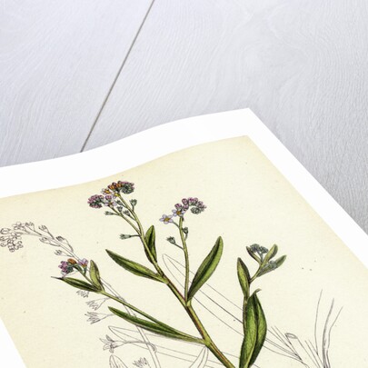 Myosotis Caespitosa Tufted Water Forget-Me-Not by Anonymous