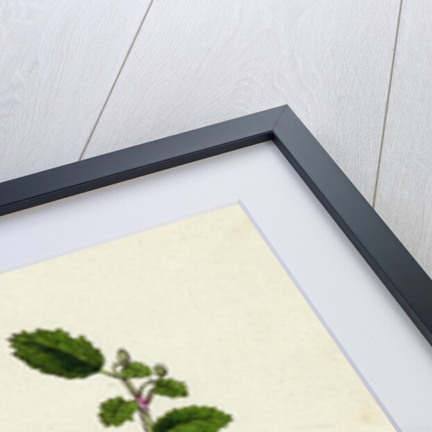 Erodium Maritimum Sea Stork's-Bill by Anonymous