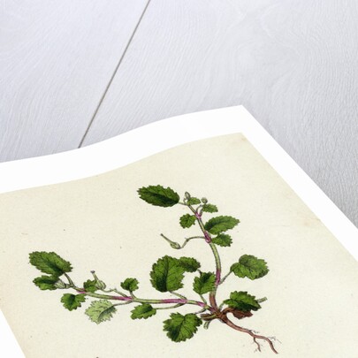 Erodium Maritimum Sea Stork's-Bill by Anonymous