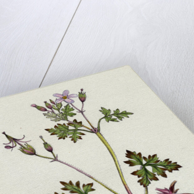 Geranium Robertianum Herb Robert by Anonymous