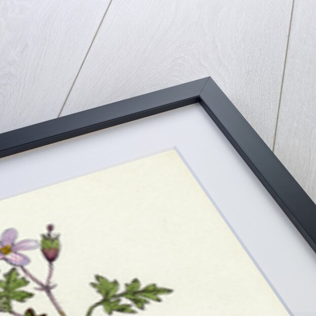 Geranium Robertianum Herb Robert by Anonymous