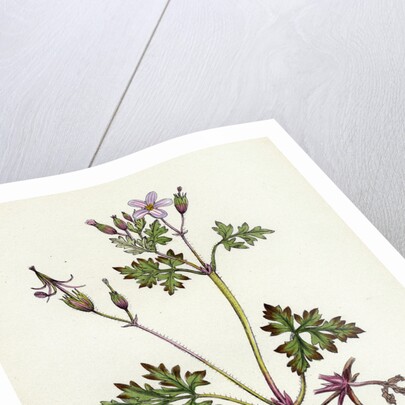 Geranium Robertianum Herb Robert by Anonymous