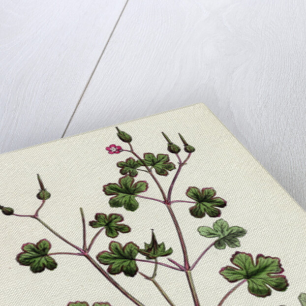 Geranium Lucidum Shining Crane's-Bill by Anonymous