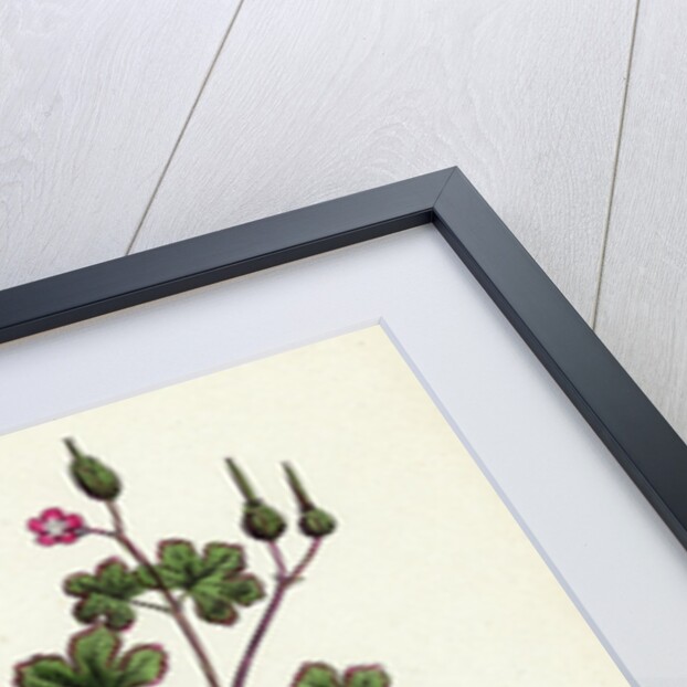 Geranium Lucidum Shining Crane's-Bill by Anonymous