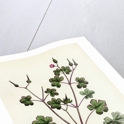 Geranium Lucidum Shining Crane's-Bill by Anonymous