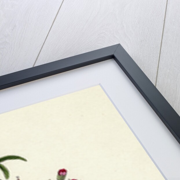 Geranium Dissectum Jagged Leaved Crane's-Bill by Anonymous