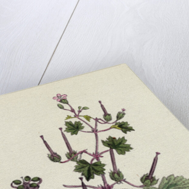 Geranium Rotundifolium Round-Leaved Crane's-Bill by Anonymous