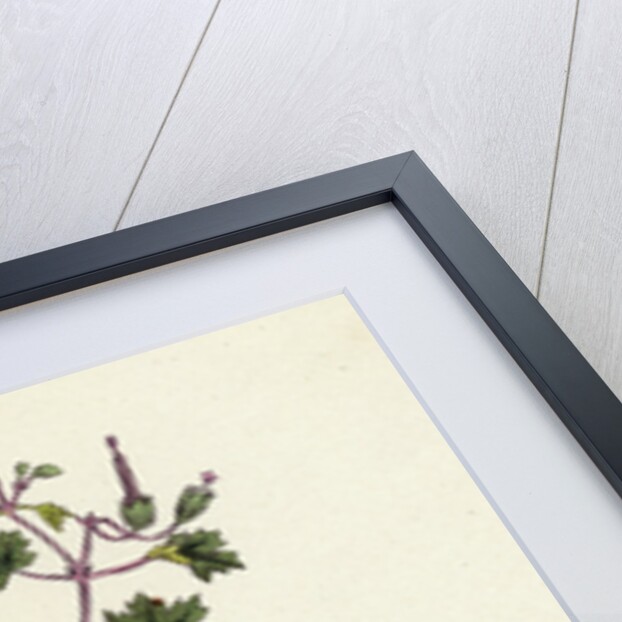 Geranium Rotundifolium Round-Leaved Crane's-Bill by Anonymous